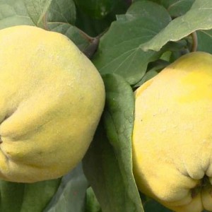 Айва грушевидная Подарочная