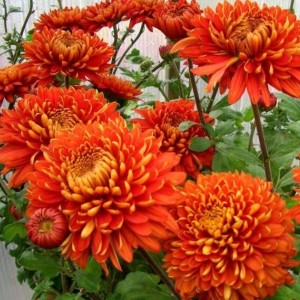 Хризантема Аврора