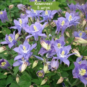 Саженцы аквилегии Винки Ерли Скай Блю (Winky Early Sky Blue) -  комплект 5 шт.