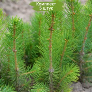Саженцы Ели Европейской до 20 см -  комплект 5 шт.