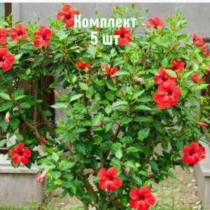 Комплект 5шт / Гибискус древовидный красный