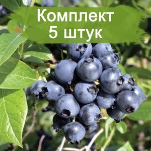 Саженцы Голубики Атлантик (Atlantic) -  комплект 5 шт.