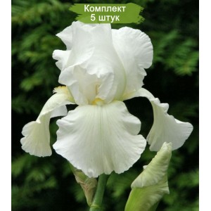 Саженцы ириса Бьянка (Bianca) -  комплект 5 шт.