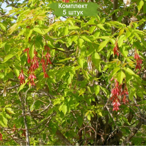 Сеянцы Клена Ясенелистного (от 15 см) -  комплект 5 шт.