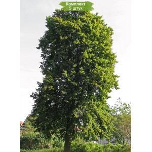 Саженцы липы Сибирская 60-100 см -  комплект 5 шт.