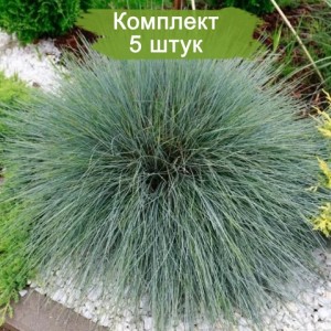 Саженцы овсяницы сизая Фестина (Festina)  -  комплект 5 шт.