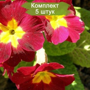 Саженцы примулы Кьюская -  комплект 5 шт.