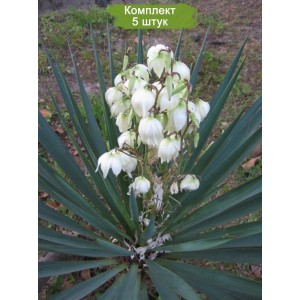 Саженцы юкки Повислой  -  комплект 5 шт.