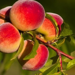 Саженец персика Золотая Москва