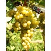 Виноград Италия