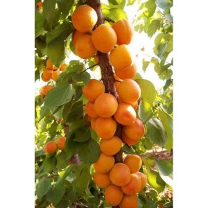 Саженец абрикоса колоновидного Принц Март