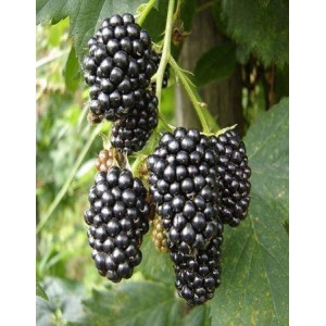 Саженец ежевики Коламбия (Columbia)