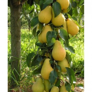 Саженец груши Медовой колоновидной Г-3