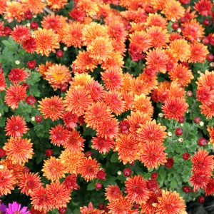 Саженец хризантемы мультифлора Конако (Conaco) (Нежно-оранжевая )