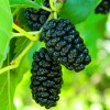 Комплект 5шт / Тутовник (шелковица) Черная баронесса