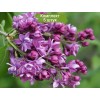 Комплект 5шт / Сеянец Сирень Adelaide Dunbar